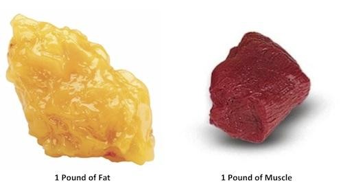 肌肉與脂肪密度不同